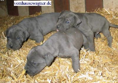 Fornix Vom Hause Wagner