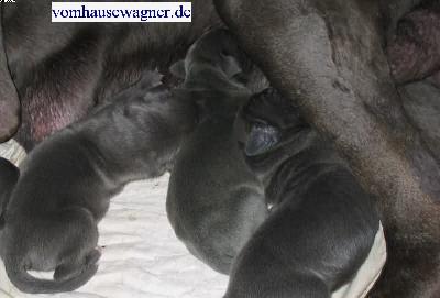 Flexor Vom Hause Wagner