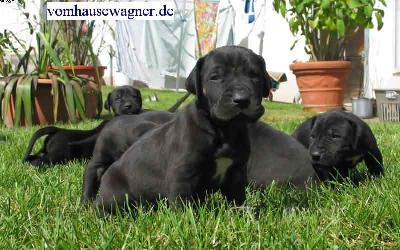 Ghindi Vom Hause Wagner
