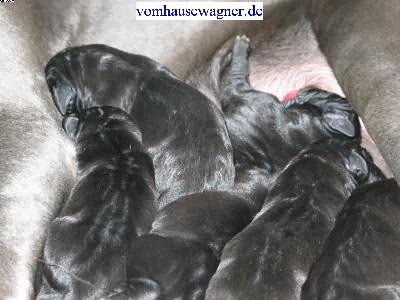 Glomerulus Vom Hause Wagner