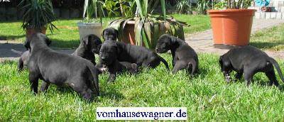 Gero Vom Hause Wagner