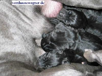 Gaffkya Vom Hause Wagner