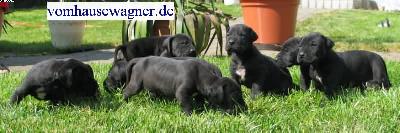 Gaffkya Vom Hause Wagner