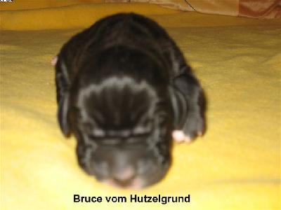 Bruce Vom Hutzelgrund