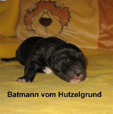 Batmann Vom Hutzelgrund