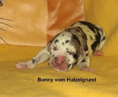 Bonny Vom Hutzelgrund