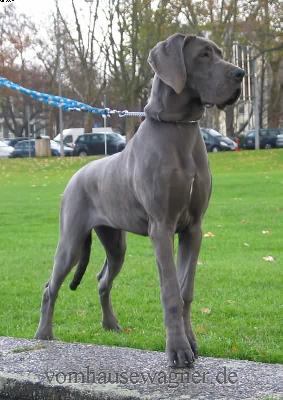 Ch Helix Vom Hause Wagner