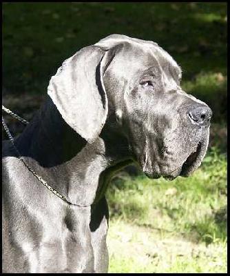 Uron De La Lgende Des Nymphes Bleues