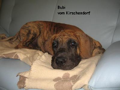 Bubi Vom Kirschendorf