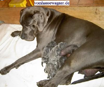 Iphigenia Vom Hause Wagner