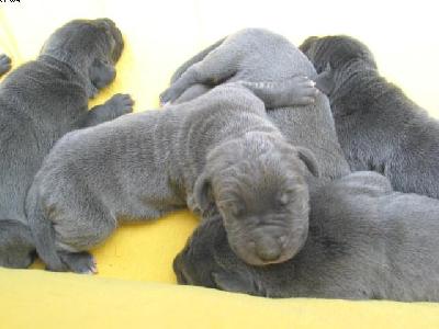 Lactifer Vom Hause Wagner