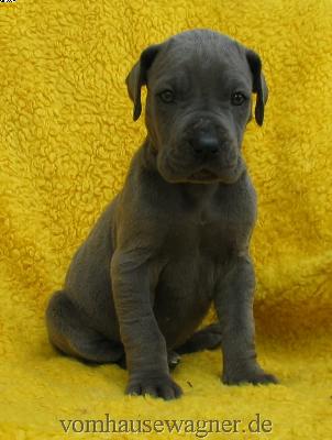 Lucida Vom Hause Wagner