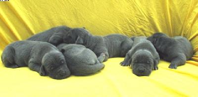 Lucida Vom Hause Wagner