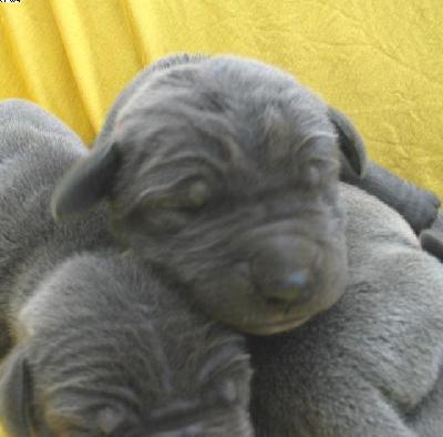 Limbica Vom Hause Wagner