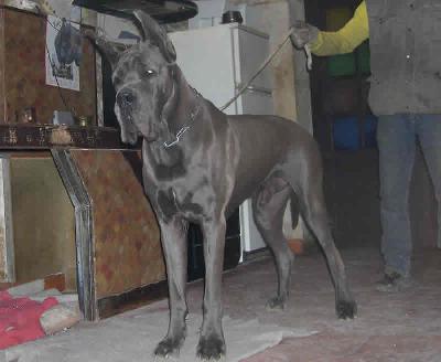 Tsong-blue Des Terres Royales