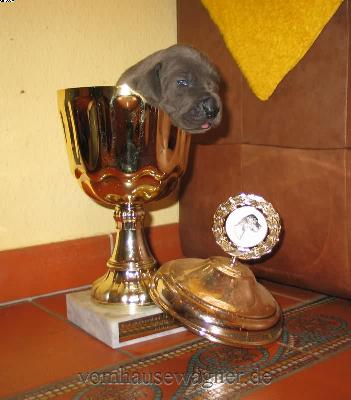 Modiolus Vom Hause Wagner