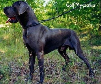 Golf Myszatka