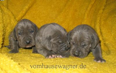 Plexus Vom Hause Wagner