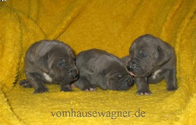 Pupilla Vom Hause Wagner