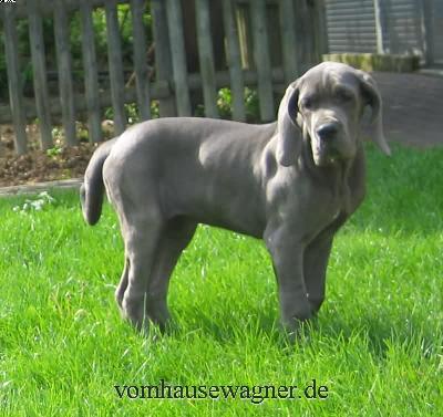 Papilla Vom Hause Wagner