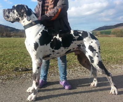 Emanuel Vom Cabellahof