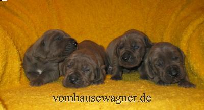 Quadratus Vom Hause Wagner