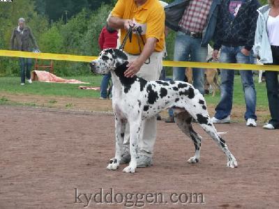 Ch Sandokan Dizel Domino