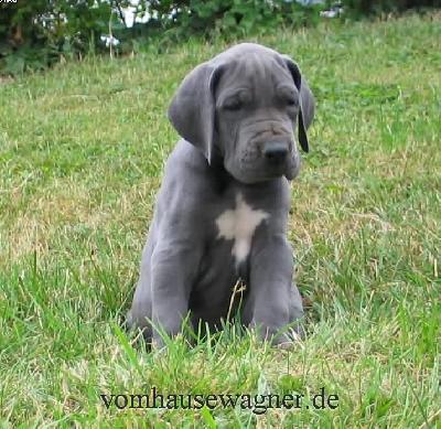 Rigidus Vom Hause Wagner