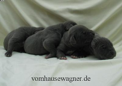 Ramus Vom Hause Wagner
