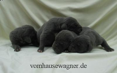 Ruga Vom Hause Wagner