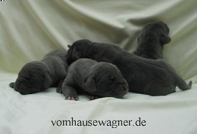 Raphe Vom Hause Wagner