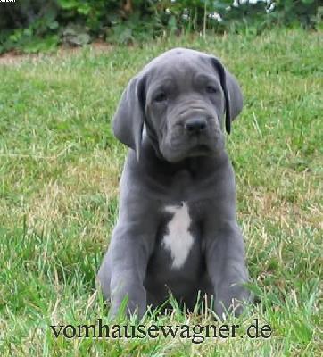 Raphe Vom Hause Wagner