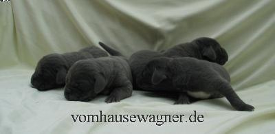 Radix Vom Hause Wagner