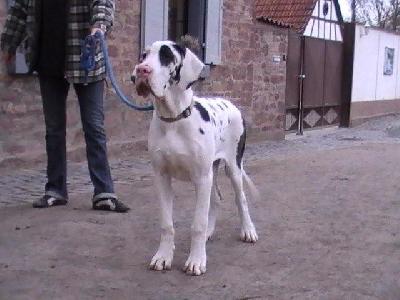 Kola Von Schlesien