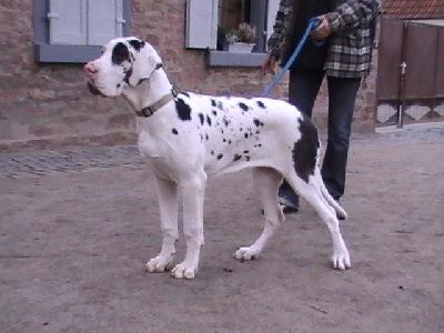 Kola Von Schlesien