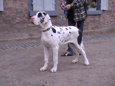 Kola Von Schlesien