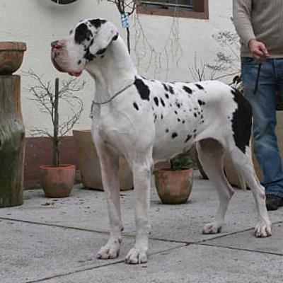 Kola Von Schlesien