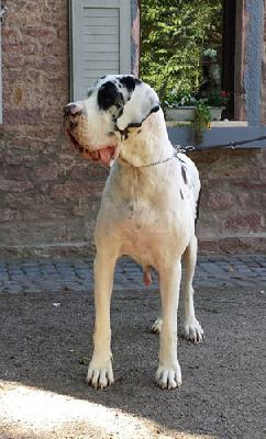 Kola Von Schlesien