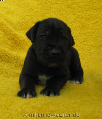 Verus Vom Hause Wagner