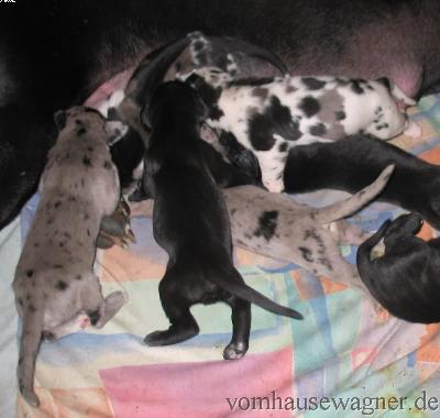 Verus Vom Hause Wagner