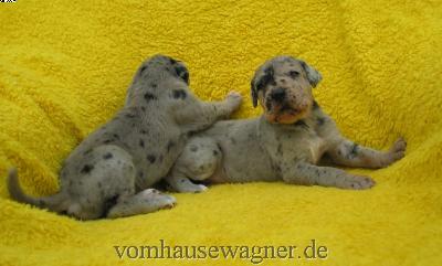 Vomer Vom Hause Wagner