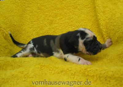 Vola Vom Hause Wagner