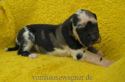 Vola Vom Hause Wagner