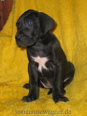 Valvula Vom Hause Wagner