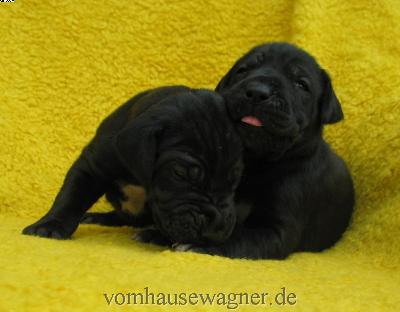 Valvula Vom Hause Wagner