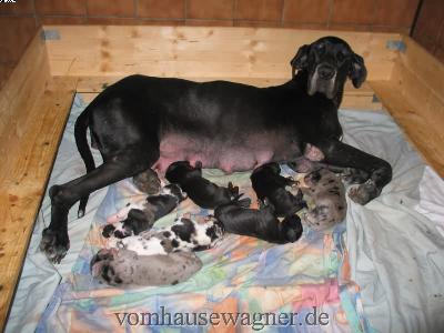 Veli Vom Hause Wagner