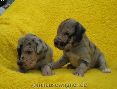 Veli Vom Hause Wagner