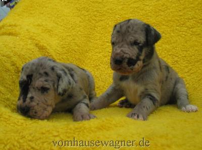 Veli Vom Hause Wagner