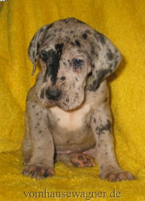 Veli Vom Hause Wagner