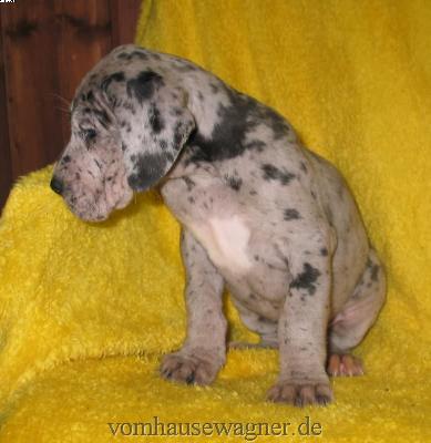 Veli Vom Hause Wagner